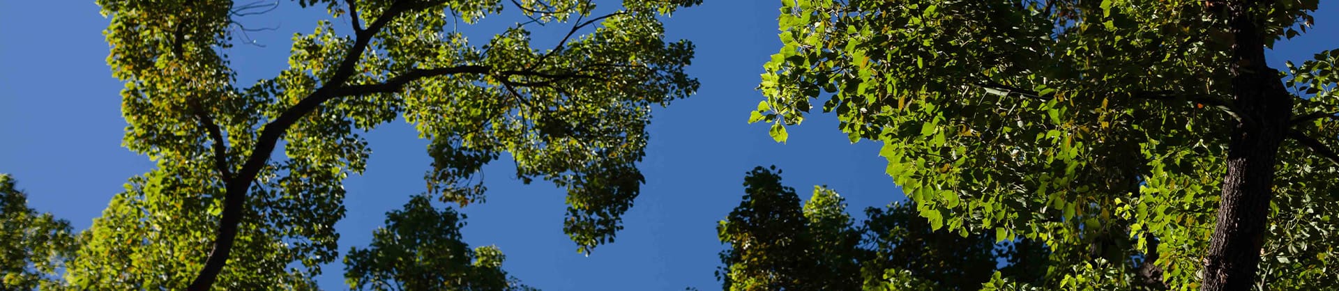 ChurchPlantingCertificate_Banner tree tops