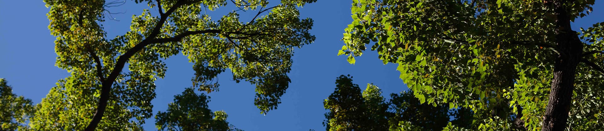 tree tops