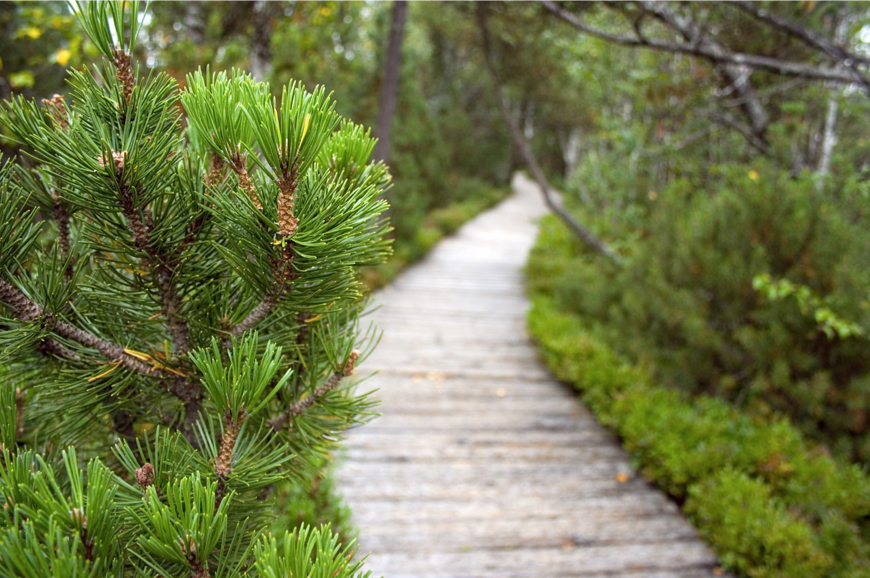 path through a garden