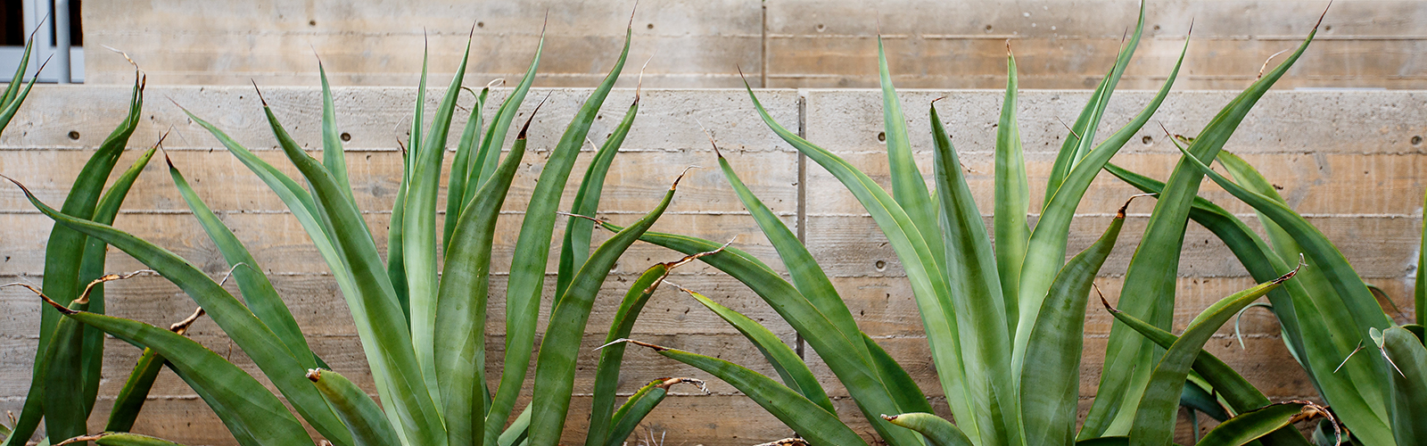 Library Plants