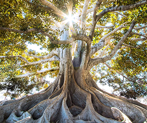 00849-PlatformGroups-Tree-300x250 tree