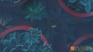 Succulents