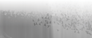 KSC Symposium 2023 web banner