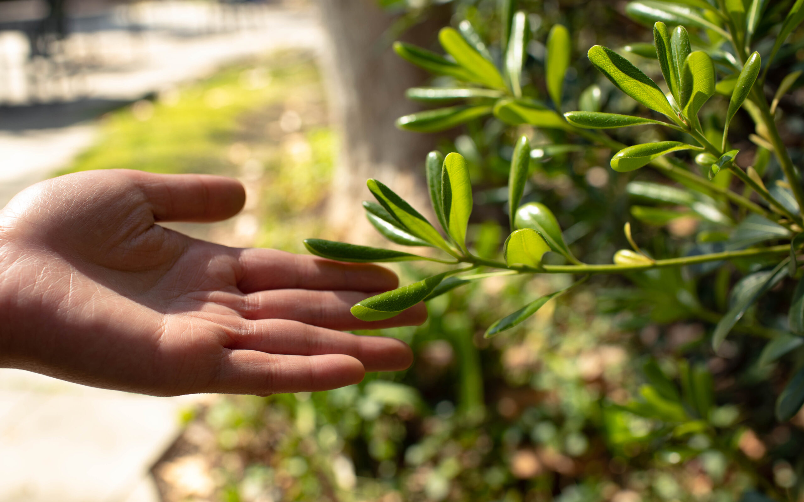 touching leaves