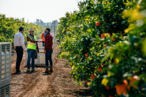 orange grove