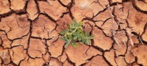 Plant in Desert Ground